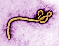 エボラウイルス